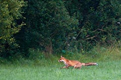 Fuchs - Zum Vergroessern klicken!